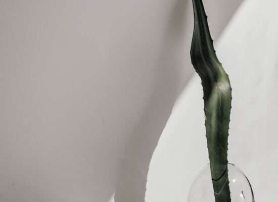 Minimalistyczne wnętrze z mikrocementu z liściem aloesu opartym o ścianę