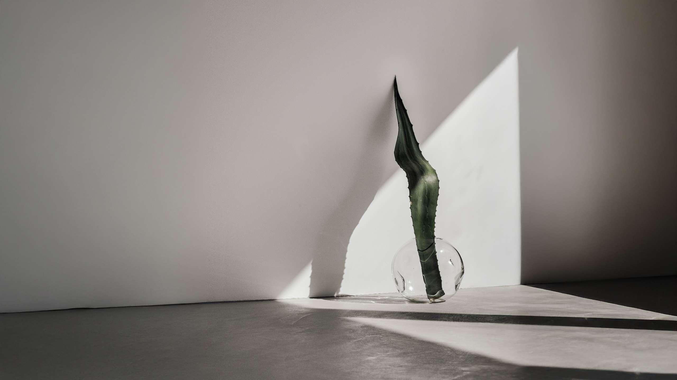 Minimalistyczne wnętrze z mikrocementu z liściem aloesu opartym o ścianę